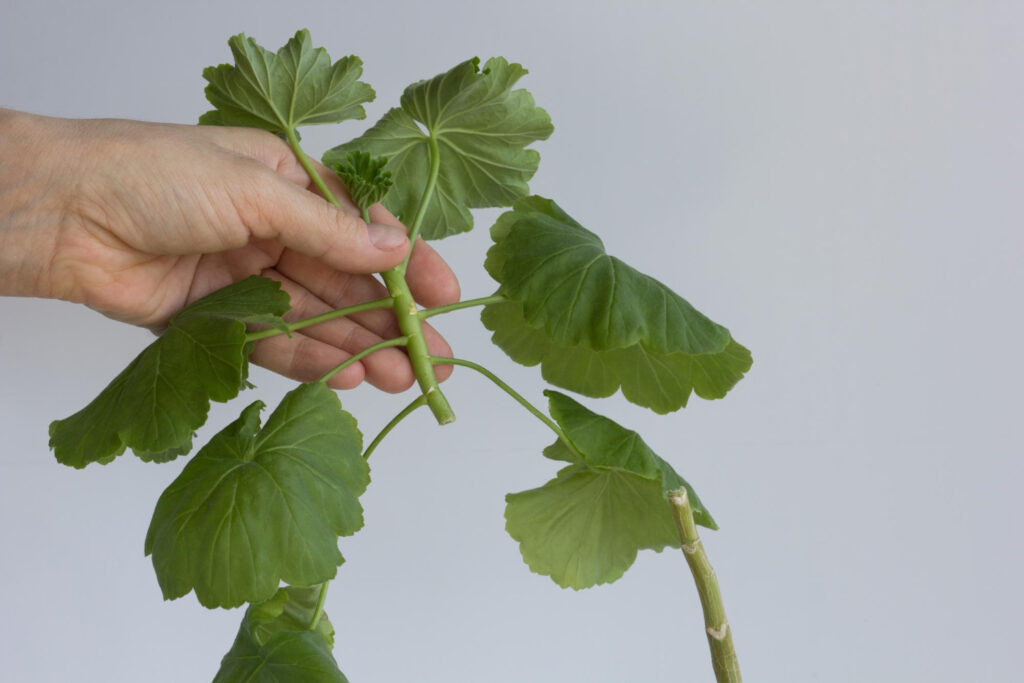 How to Take Cuttings from Pelargoniums