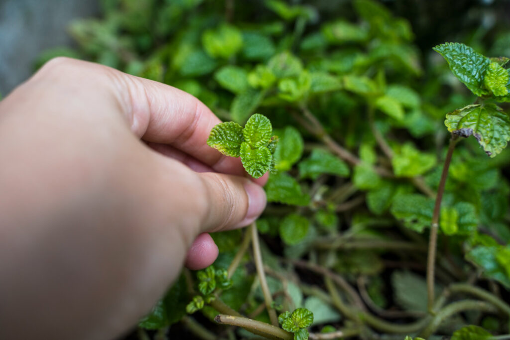 How to Relieve Nettle Stings Quickly and Effectively