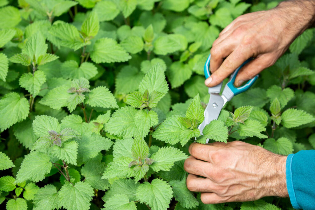 How to Soothe Nettle Stings